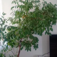 گل بنجامین کاملا سالم|گل و گیاه طبیعی|نقده, |دیوار