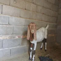 بز بربری نسل دار