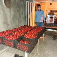 آبگیری گوجه سیار درب منزل