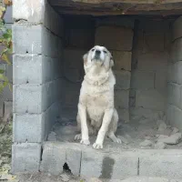 سگ لاس دوساله