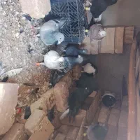 فروش کبوتر 11عدد