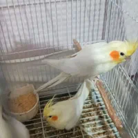 عروس هلندی مولد