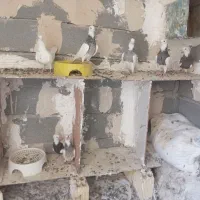 فروش کبوتر طوقی