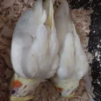 فروش|پرنده|تهران, خرمشهر|دیوار