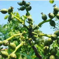 شرکت و نهالستان سرو نهال (نعمتی)|خدمات باغبانی و درختکاری|سنندج, |دیوار