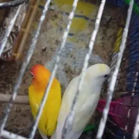 پرنده|پرنده|مشهد, نوده|دیوار