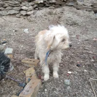 سگ پا کوتاه اشپیتز و پودل