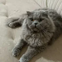 اسکاتیش بلو
