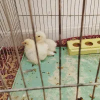 کوتوله و جوجه برهما قیمت توافقی|پرنده|خمینیشهر, |دیوار