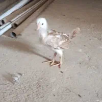 جوجه لاری اصیل