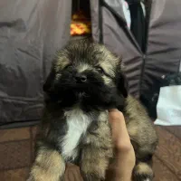 توله میکس پامر شیتزو سایز ۰