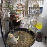 عروس هلندی دستی همراه با قفس و لوازم کامل کاشمر