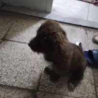 واگذاری سگ توله شیتزو|سگ|مشهد, بهمن|دیوار