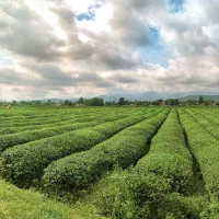 کارشناس طب سنتی