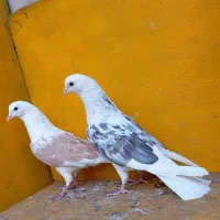کبوتر ناب