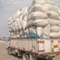 گاه گندم دیم