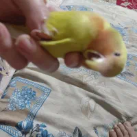 کتوله دستی اروم با هوش و شیطون|پرنده|نیشابور, شهرک قدس|دیوار