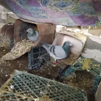 کبوتر پلاکی