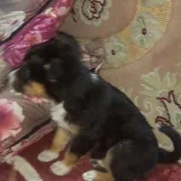 فروش طوله سگ شپرد..یک میلیون و پونصد