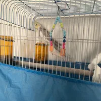 عروس هلندی|پرنده|تهران, کوی بیمه|دیوار