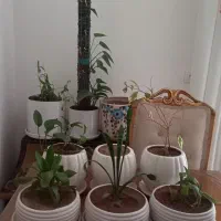 گلدان سفالی سفید بازیرگلدانی سفالی سفید