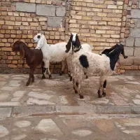 بزغاله پاکستانی (چپش)چند قلو زا|حیوانات مزرعه|هشتگرد, شهرک اقدسیه|دیوار