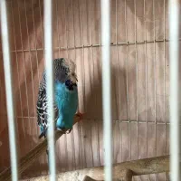 مرغ عشق انگلیسی|پرنده|بندر انزلی, پیل علی باغ|دیوار