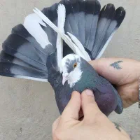 کفتر گرفتنی بلندی ((نواب))