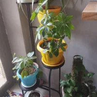 استند گل فلزی