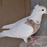 کبوتر فروشی|پرنده|شاهین‌شهر, فدک|دیوار