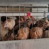 بلدرچین نر آماده کشتار