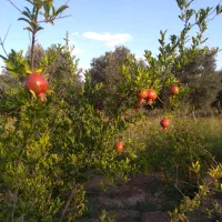 باغ در طارم . آستاکل بر جاده اصلی|فروش زمین و ملک کلنگی|طارم (زنجان), |دیوار