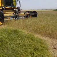 برداشت یونجه بذری با کمباین نیوهلند