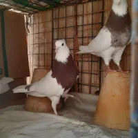 سه تا نر یه ماده طوقی کاکولی پا لخت بازی دار