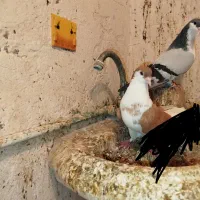 جفت شیرازی معاوضه با قناری بخون|پرنده|زرند, |دیوار