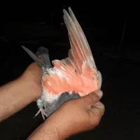 کبوتر گمشده