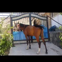 اسب عرب|اسب و تجهیزات اسبسواری|بوئین زهرا, |دیوار