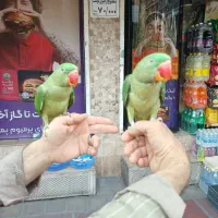 نابغه ایران جوجه شاه طوطی فول رام دستی سخنگو رقاص|پرنده|تهران, سلسبیل شمالی|دیوار
