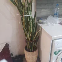 فروشی سانسوریا