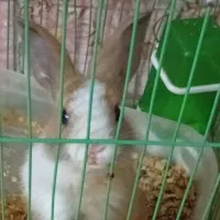 خرگوش لوپ هلندی