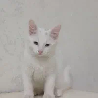 بچه گربه آنگورا آنقره