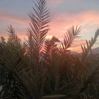 برنج طارم