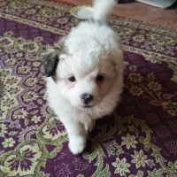 واگذاری سگ|سگ|کرمان, |دیوار