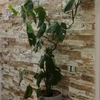 گل گلدان|گل و گیاه طبیعی|تربتحیدریه, رضاشهر|دیوار