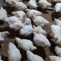 مرغ گوشتی|حیوانات مزرعه|مشگین شهر, |دیوار