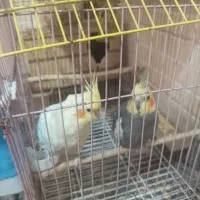 عروس هلندی