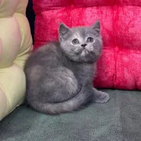 فرشته های کوچولو|گربه|سمنان, |دیوار