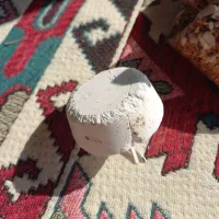 فقس نو برای مرغ عشق با دونه و کلسیم.|لوازم جانبی حیوانات|صومعه‌سرا, |دیوار