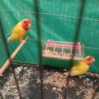 طوطی کوتوله.|پرنده|بافق, |دیوار