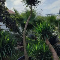 یوکا بنسای|گل و گیاه طبیعی|رودسر, |دیوار